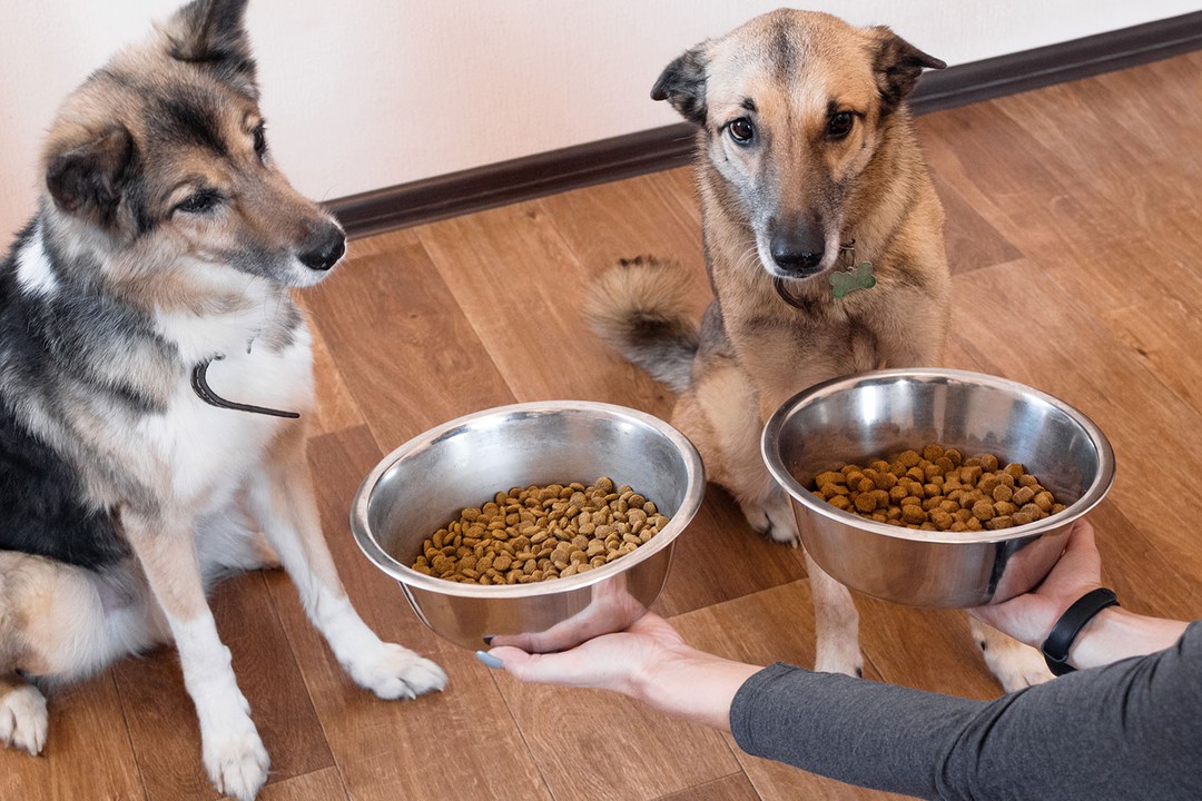 Köpeklerde İştahsızlık Neden Olur?