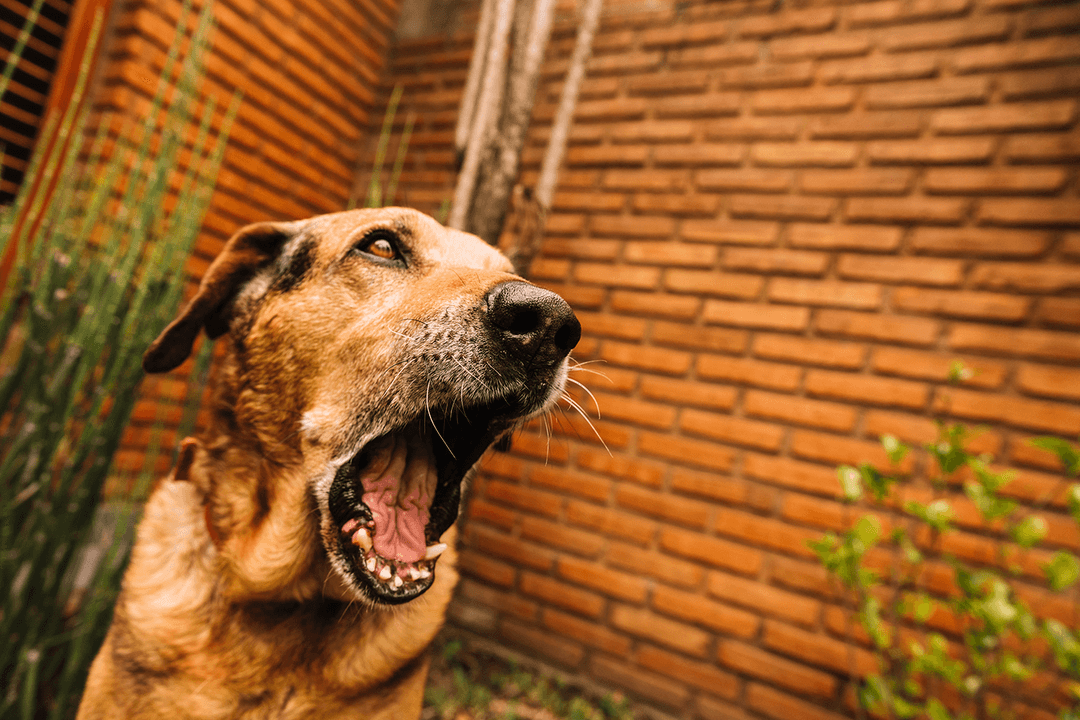 Köpekler Neden Ulurlar?