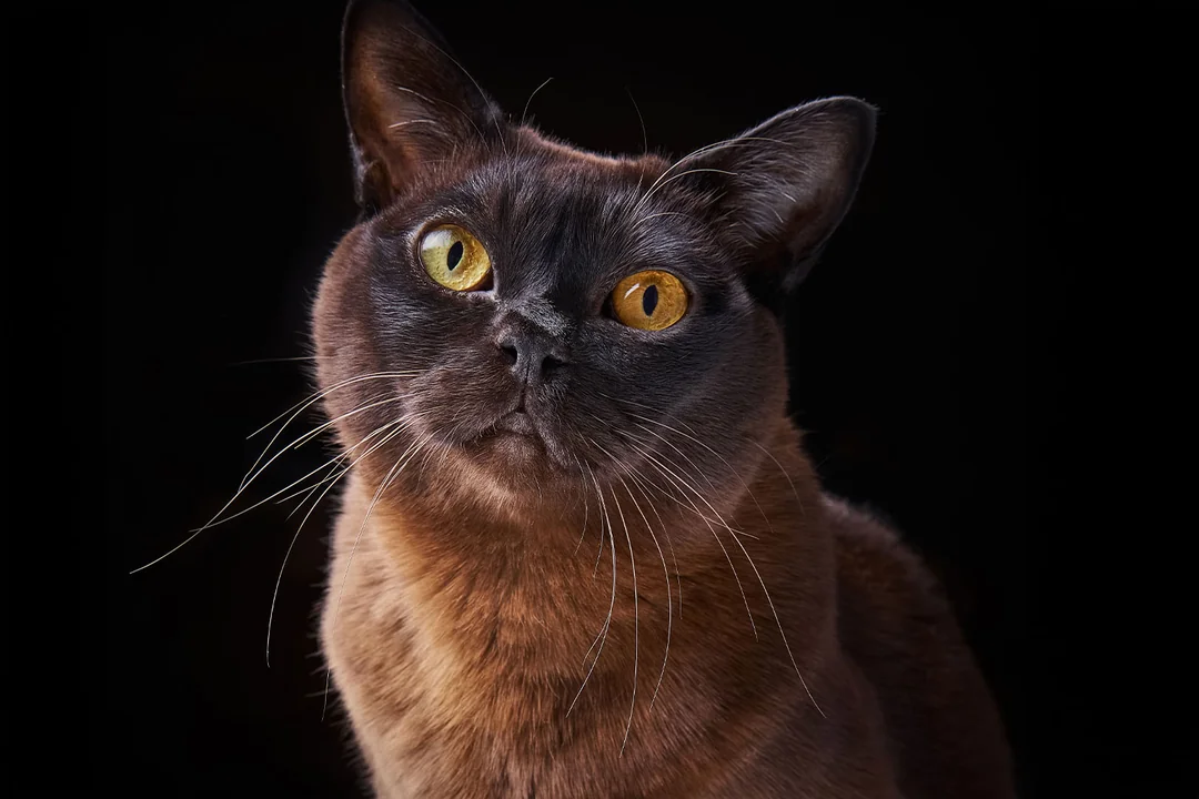 Burmese cat