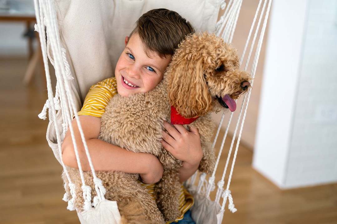 Poodle (Kaniş)