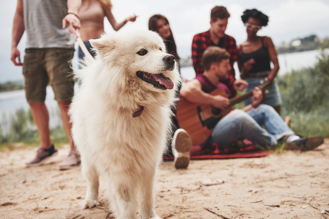 Dışarıdan Gelen Köpekte Temizlik Öncesi Hazırlık