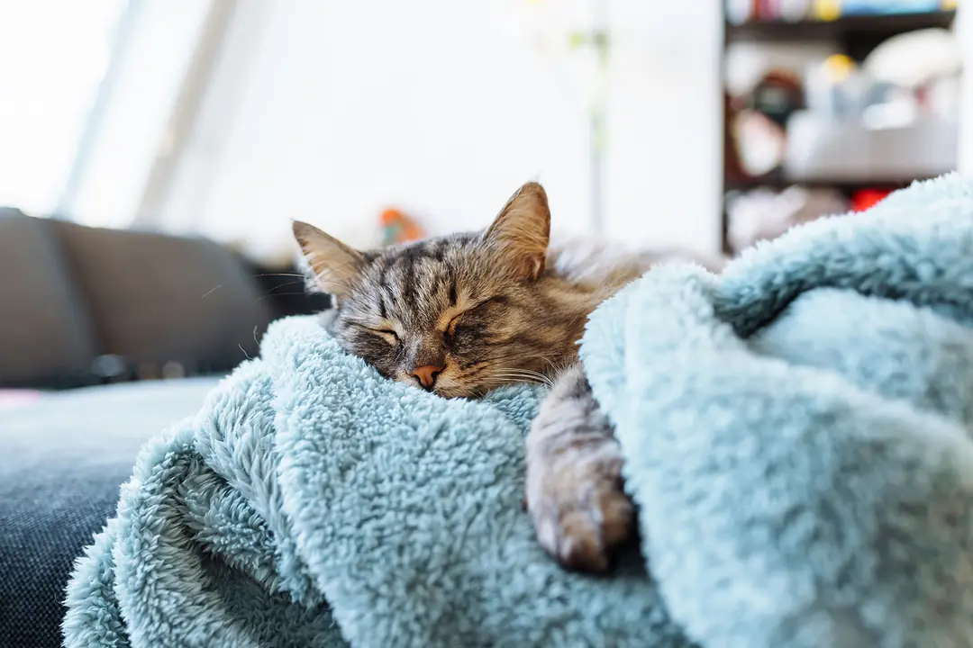 Kedilerde Hipertiroidizm Nedir?