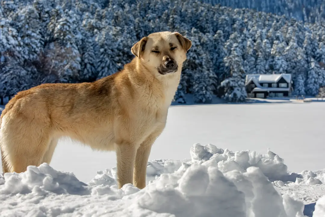 Kış Aylarında Köpek Bakımı Nasıl Olmalı?&nbsp;