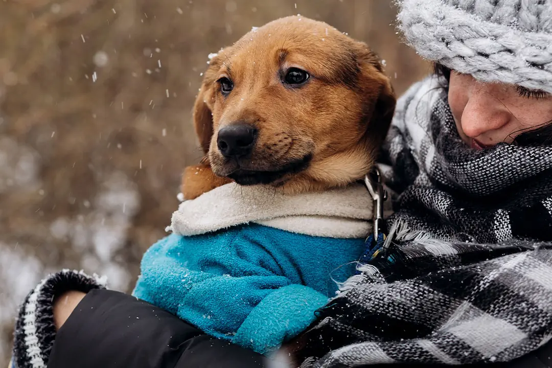 Köpekler Kışın Üşür Mü?&nbsp;