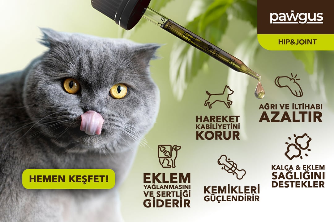 Pawgus Hip&Joint