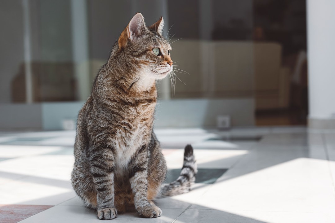 Evde Sıkılan Kedi İçin Çözümler