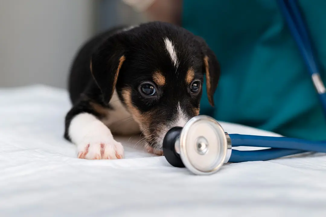 Hangi Köpek Irkları Mide Dönmesi İçin Daha Fazla Risk Altındadır?&nbsp;
