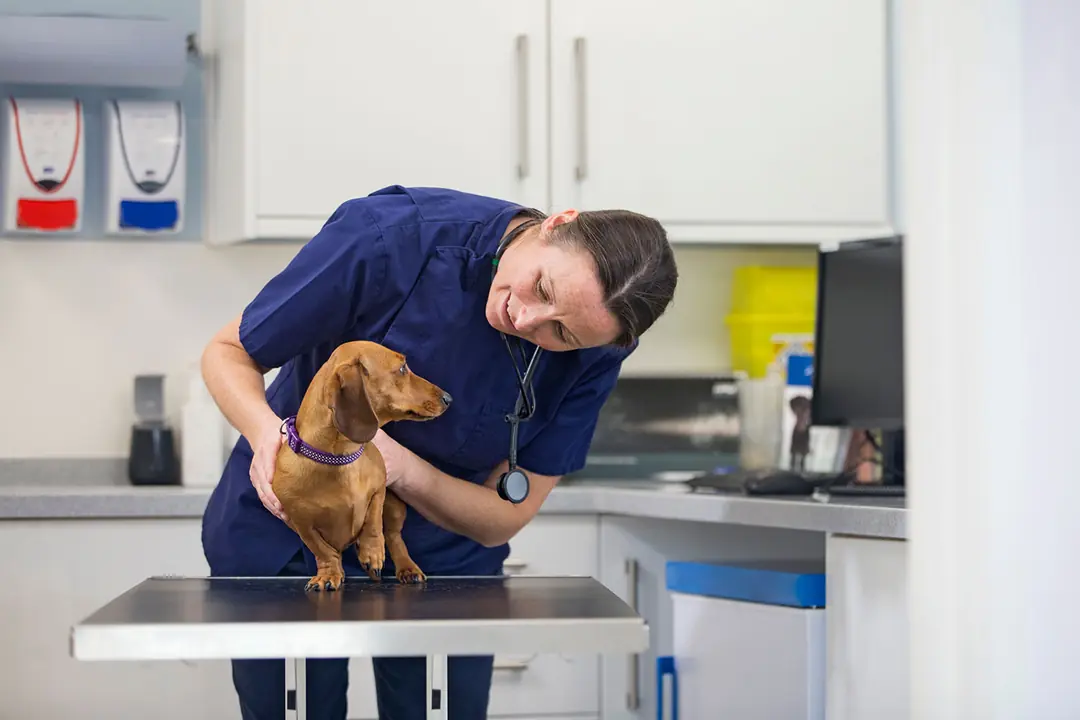 Köpeklerde Kalça Displazisi Belirtileri Nelerdir?