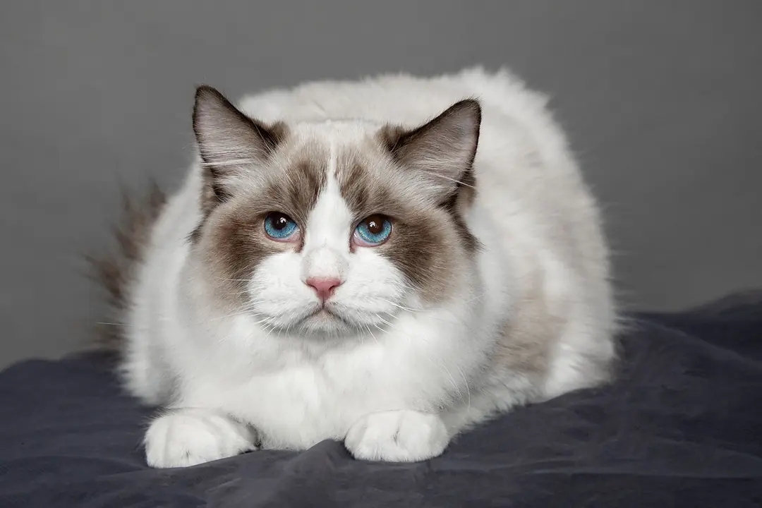 Ragdoll Kedisi Tarihçesi ve Kökeni