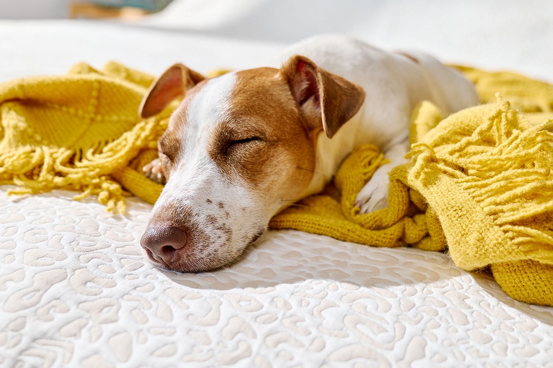 Köpeğinizin Daha Rahat Uyuması İçin Neler Yapabilirsiniz?