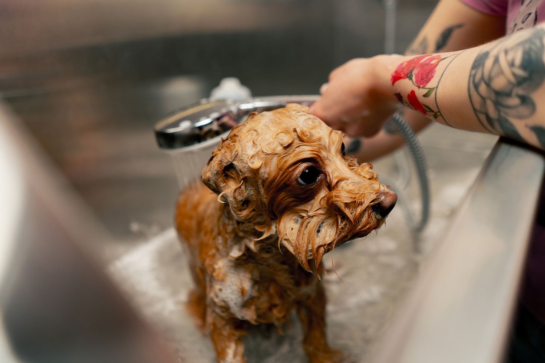 Yavru Köpek Yıkarken Dikkat Etmeniz Gereken Detaylar
