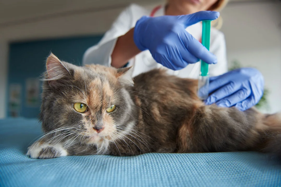 Yetişkin Kedilerde Aşı Programı