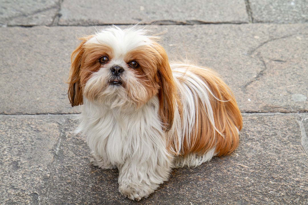 Shih Tzu