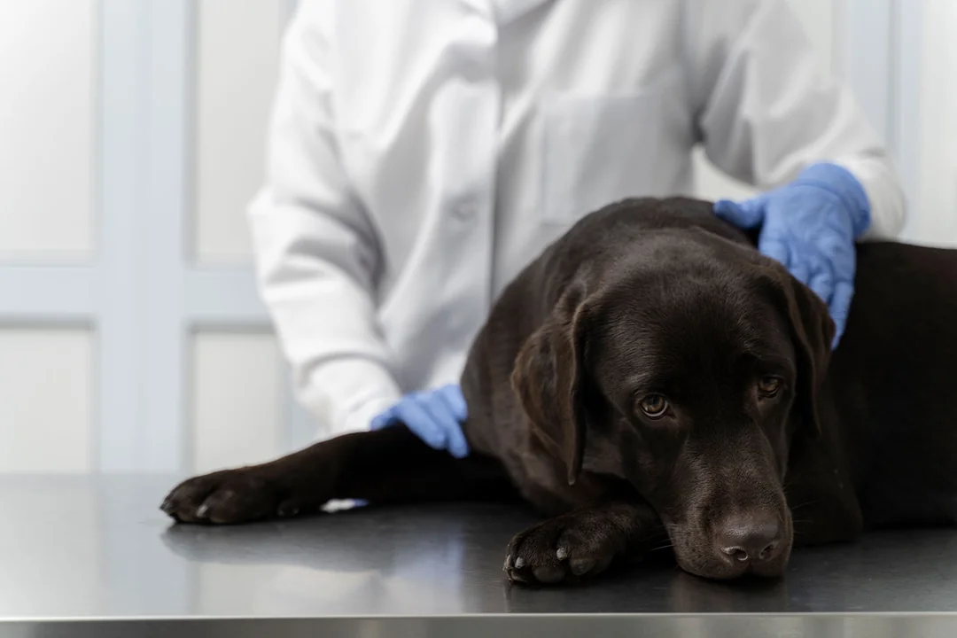 Köpeklerde Lyme Hastalığının Yayılma Yolları