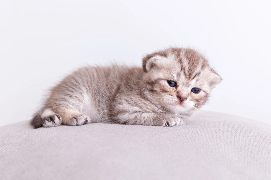 Yavru Kedilerde Paraziter Hastalıklar