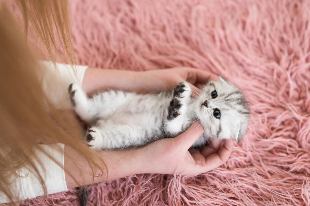 Yavru Kedilerde Üst Solunum Yolu Enfeksiyonları
