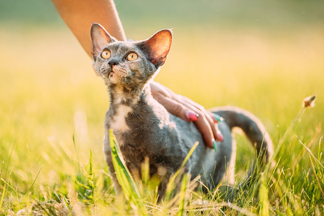 Cornish Rex