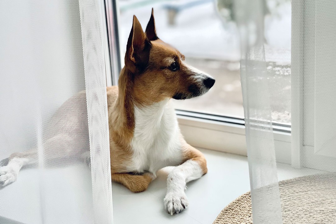 Köpeklerde Yalnız Kalma Kaygısı Nedir?