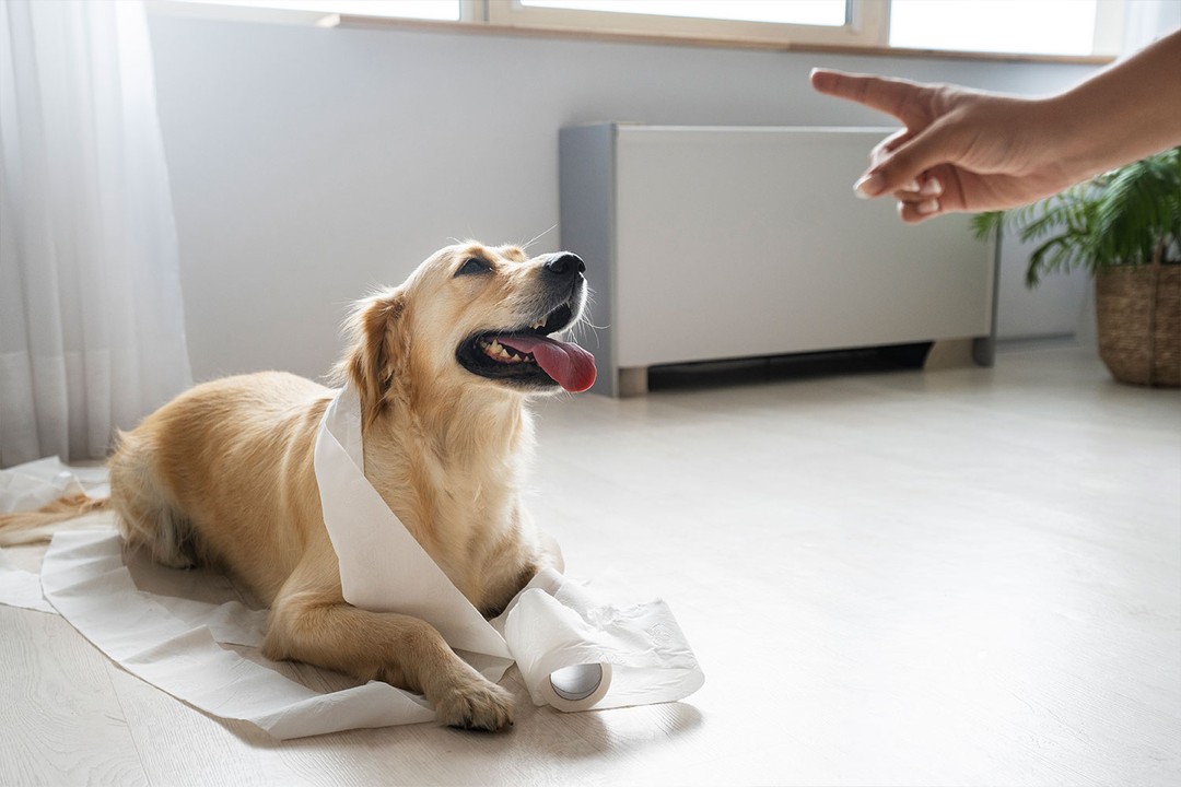 Köpeklerde Tuvalet Eğitimi Neden Önemlidir?