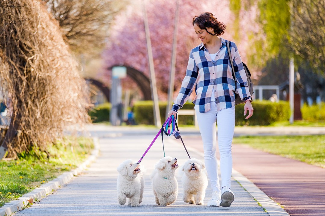 Köpek Gezdirme Sırasında Dikkat Edilmesi Gereken Temel Kurallar