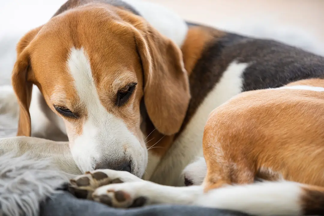Köpeklerde Alerjik Reaksiyon Belirtileri