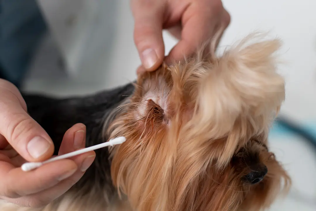 Köpeklerde Kulak Enfeksiyonu Nasıl Teşhis Edilir?