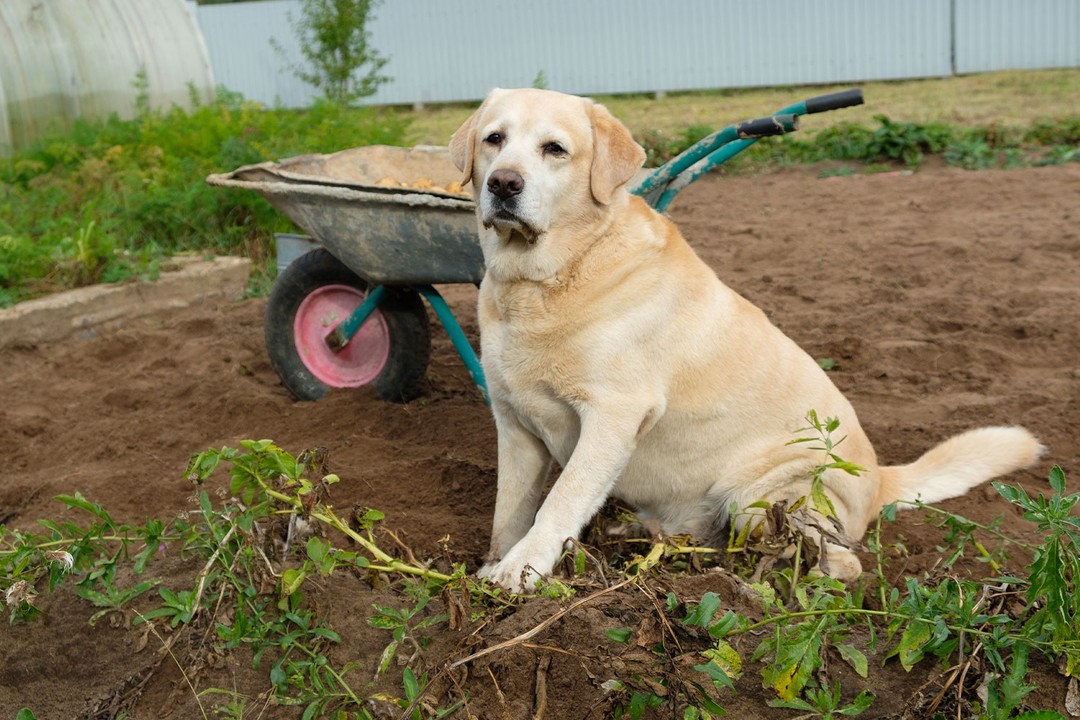 Köpeklerde Karın Şişliği Nedir?