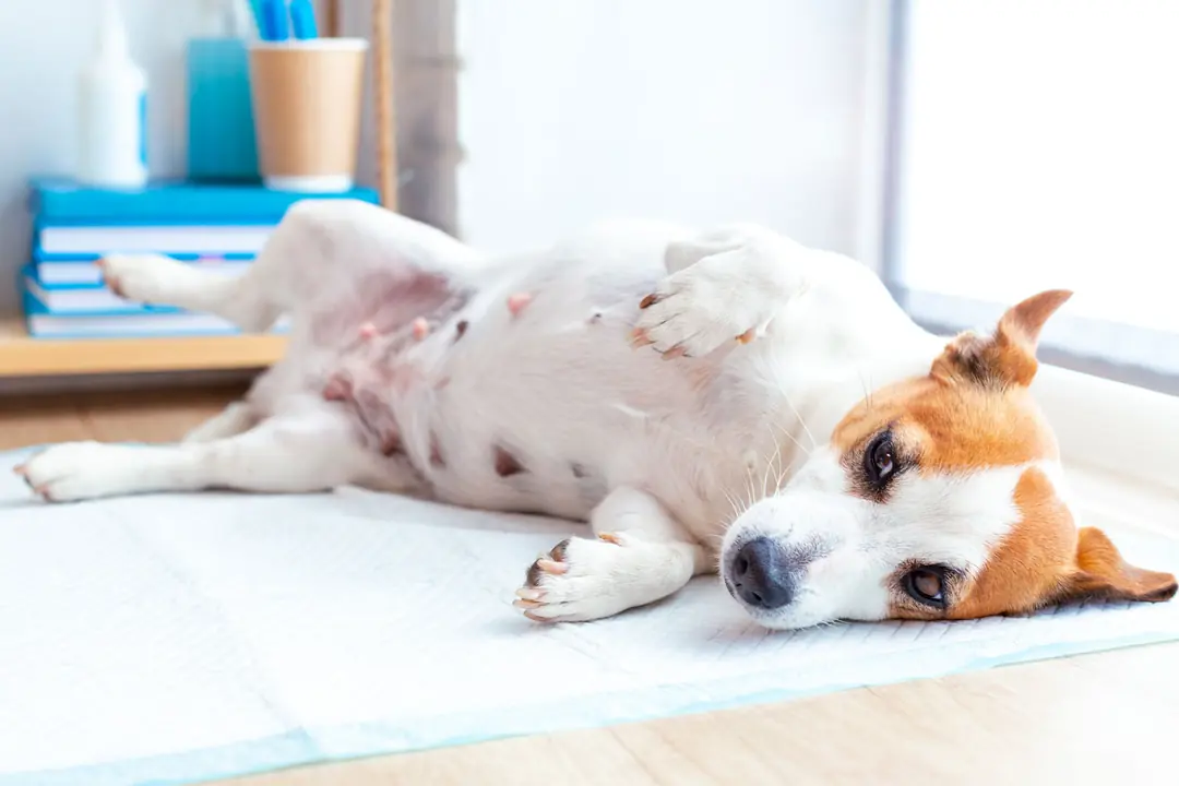 Köpeklerde Gençlik Hastalığı (Distemper) Teşhisi