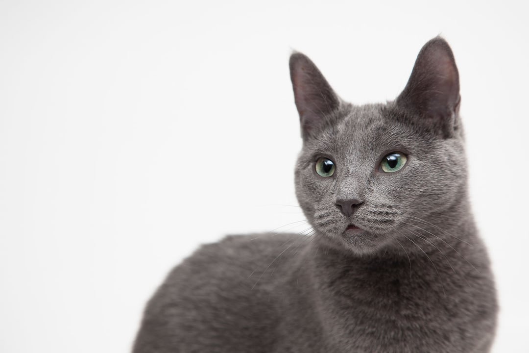 Russian Blue (Rus Mavisi)