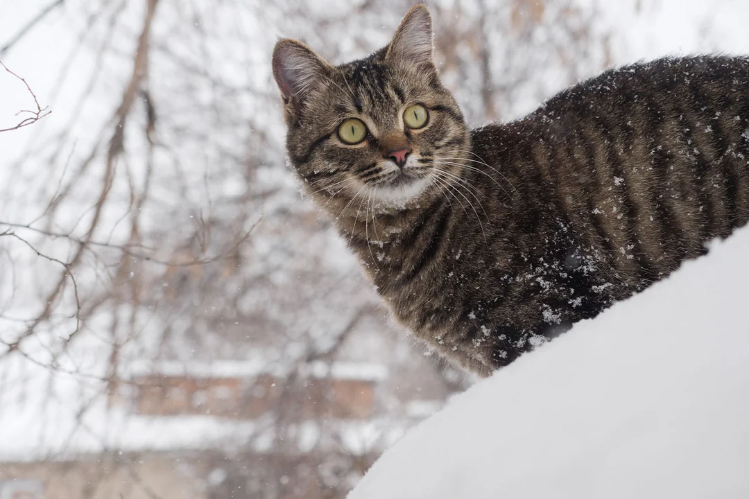Kedilerin Normal Vücut Sıcaklığı Kaç Olmalıdır?