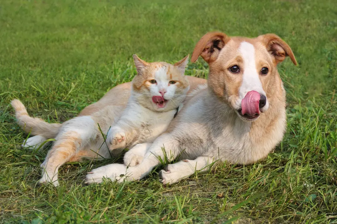 Kedi ve Köpeklerde Yaşlılık Dönemi Hastalıkları Nelerdir?&nbsp;