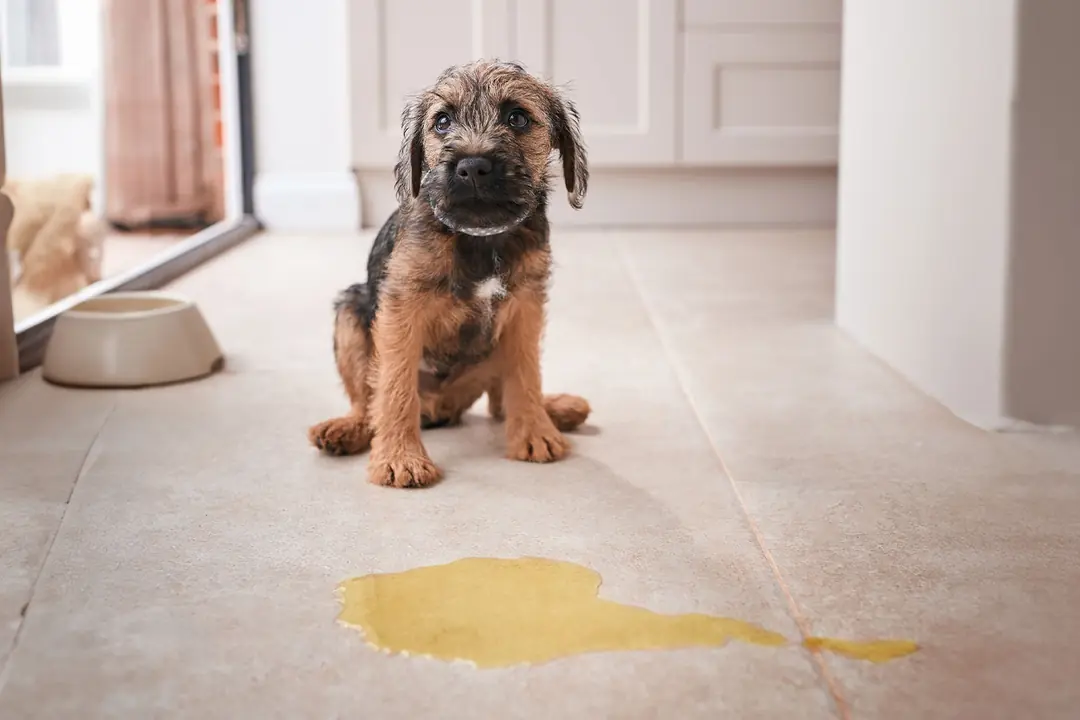 Yavru Köpeklerde Tuvalet Eğitimi Nasıl Verilir?&nbsp;