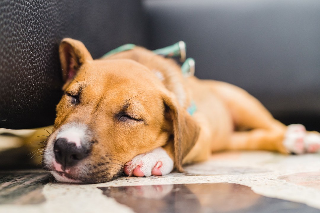 Köpeklerde Gece Hırlaması Tedavisi