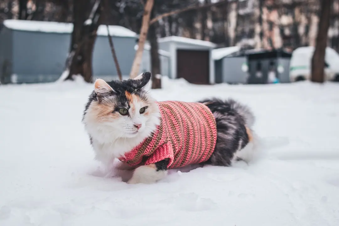 Soğuk Havalar Kedi ve Köpeklerde Eklem Ağrılarını Nasıl Tetikler?