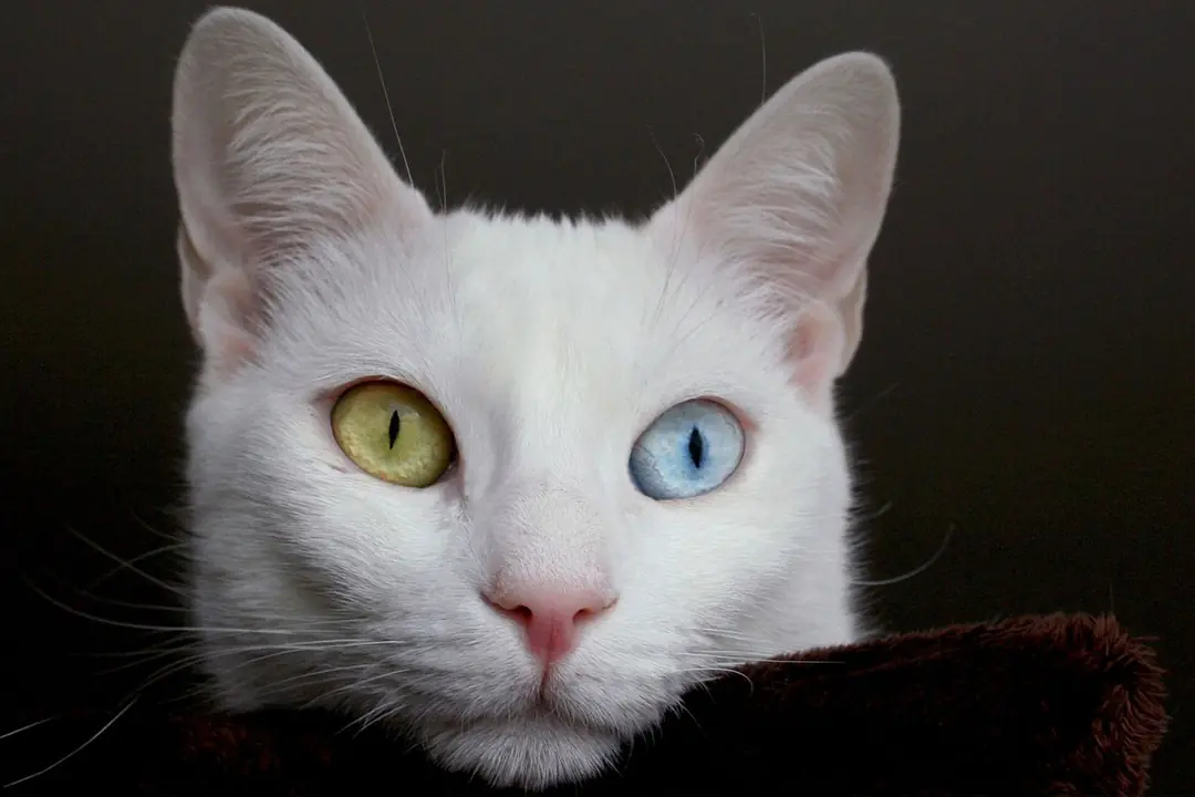 Çift Renkli Gözlerin Sırrı: Heterokromi ve Genetik