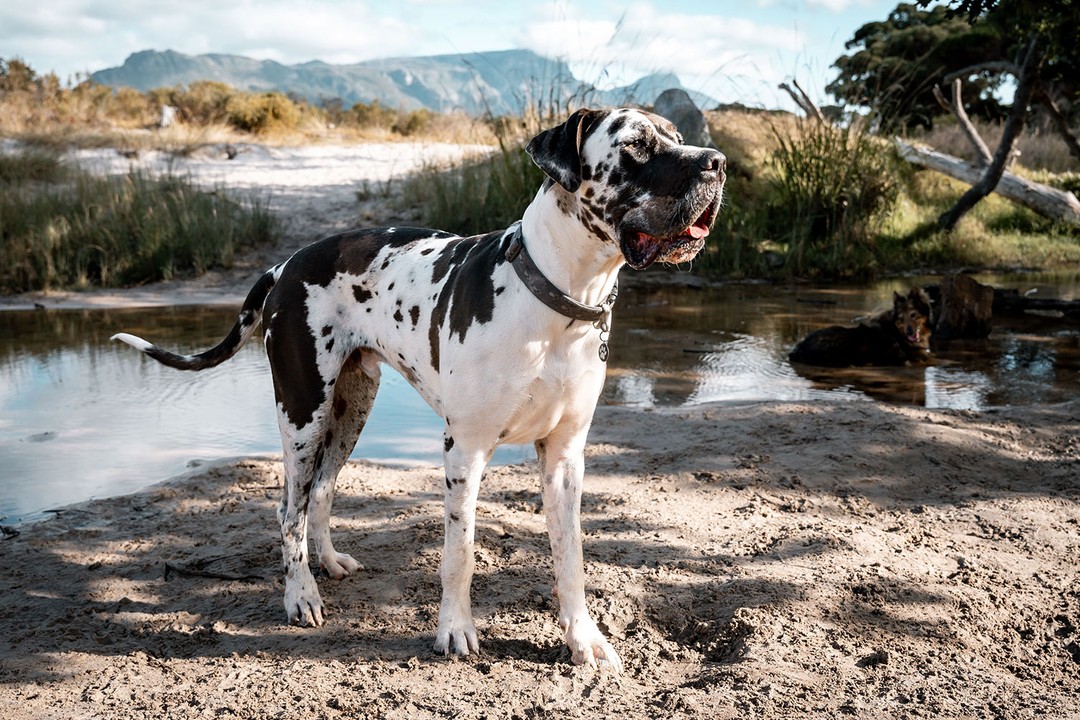Great Dane (Danimarka Mastifi)