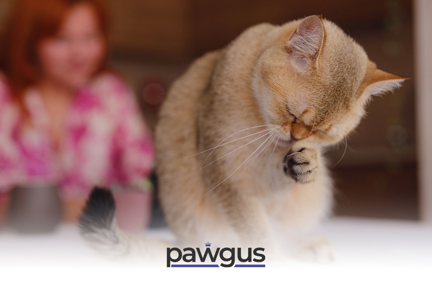KEDİM NEDEN KAŞINIYOR?