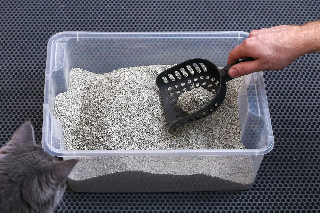 Hangi Tür Kedi Kumu Hangi Kediler İçin Daha Uygundur?