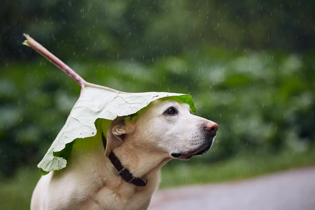 Yağmur Sonrası Köpeğinizi Yıkamadan Temizleme Yolları