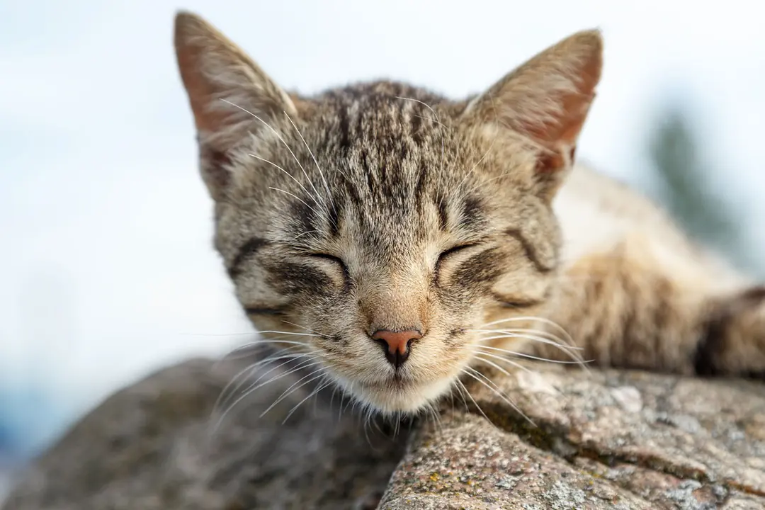 Kedi ve Köpeklerde Stres Yönetimi Takviyelerinde Mutlaka Bulunması Gereken Bileşenler
