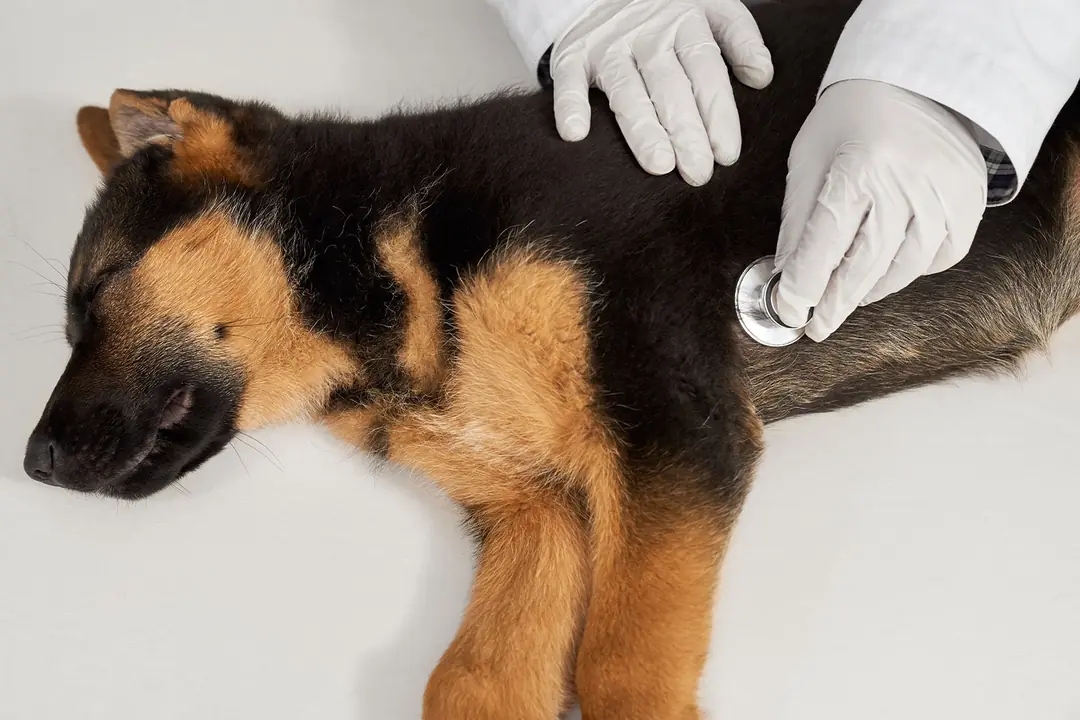Köpeklerde Kalça Displazisi Tedavi Edilebilir Mi?