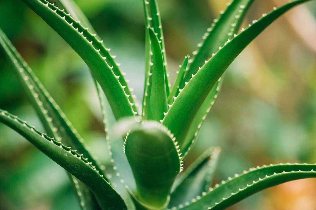 Aloe Vera