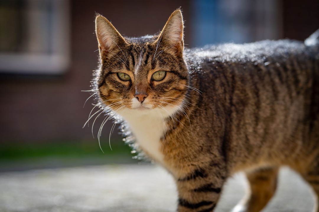 Manx Kedisi