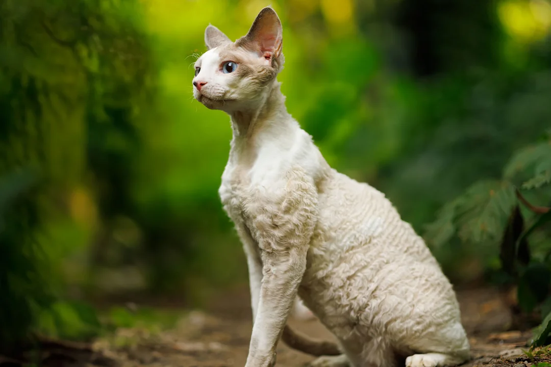 Cornish Rex
