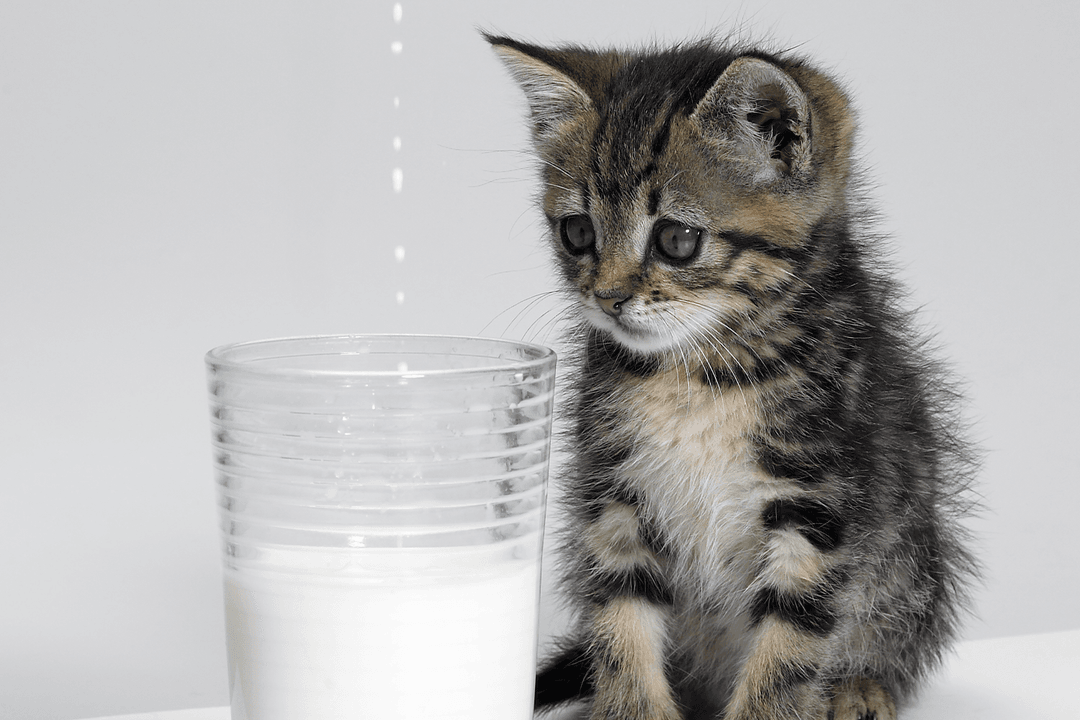 Dönemlere Göre Yavru Kedi Beslenmesi