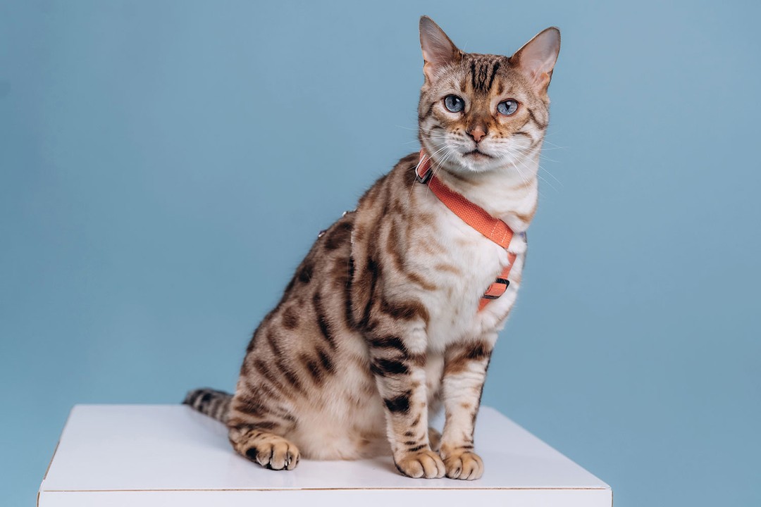 Bengal Kedisi