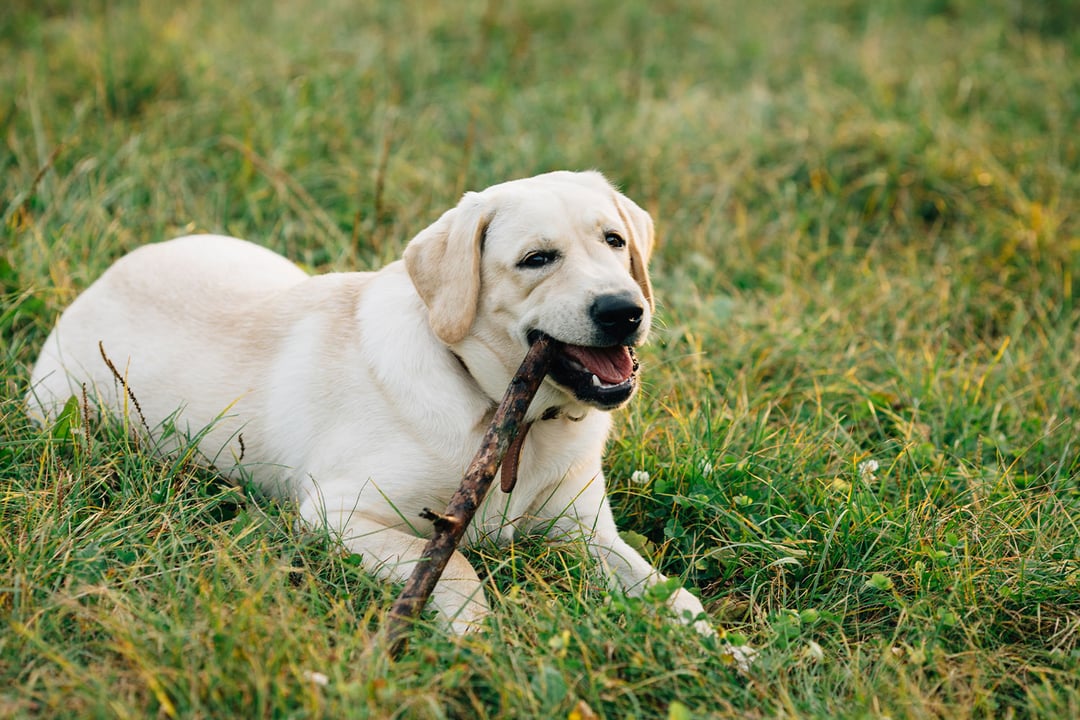 Labrador Retriever