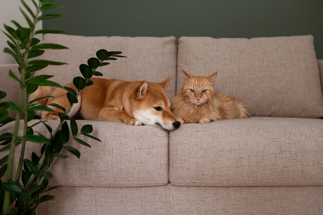 Kedi ve Köpek Evde Anlaşamazsa Ne Yapmalı?
