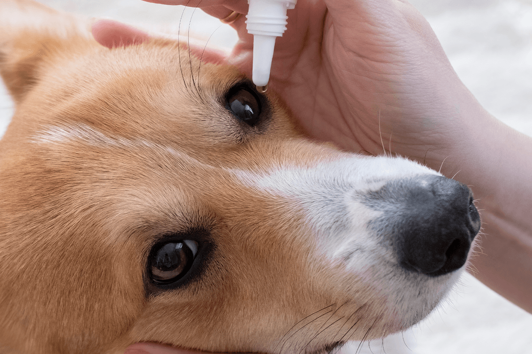 Köpeklerin Gözleri Nasıl Temizlenir?
