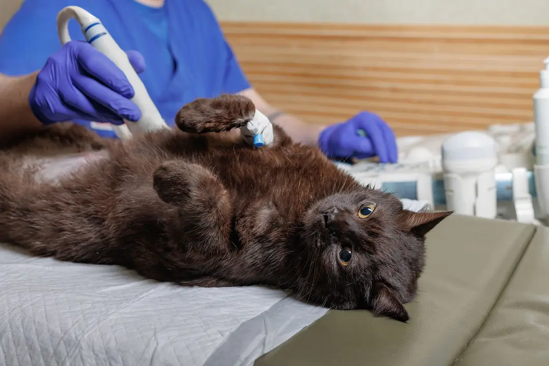 Kedilerde FIV ve FeLV: Kedilerde AIDS ve Lösemi Hastalığı Hakkında Bilmeniz Gerekenler